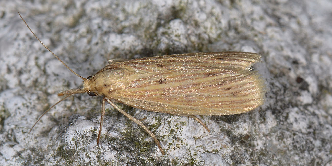 Pyralidae - cfr. Ematheudes punctella